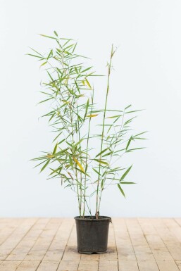 Bamboe Fargesia robusta Campbell Haag 60-80 Kluit Bamboe / Fargesia Robusta Campbell 60-80 cm