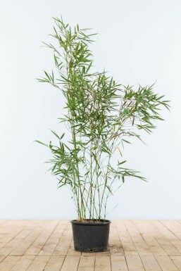 Bamboe / Fargesia Robusta Campbell 80-100 cm