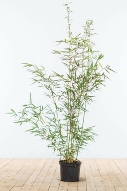 Bamboe / Fargesia Robusta Campbell 100-125 cm