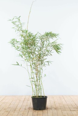 Bamboe / Fargesia Robusta Campbell 125-150 cm