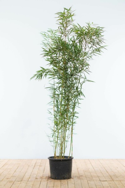 Bamboe / Fargesia Robusta Campbell 150-175 cm