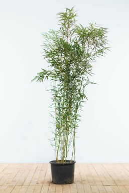 Bamboe Fargesia robusta Campbell Haag 150-175 Pot Bamboe / Fargesia Robusta Campbell 150-175 cm