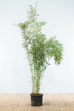 Bamboe Fargesia robusta Campbell Haag 175-200 Pot Bamboe / Fargesia Robusta Campbell 175-200 cm