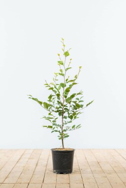 Beuk / Groene beukenhaag Fagus Sylvatica Haag 60-80 Pot Beuk / Groene Beukenhaag Fagus Sylvatica 60-80 cm