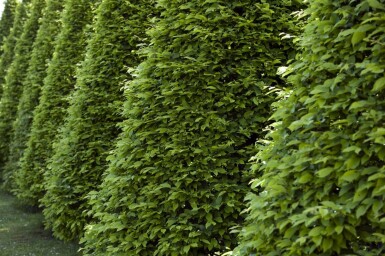 Beuk / Groene Beukenhaag Fagus Sylvatica 60-80 cm