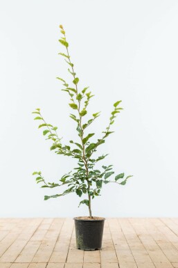 Beuk / Groene beukenhaag Fagus Sylvatica Haag 80-100 Pot Beuk / Groene Beukenhaag Fagus Sylvatica 80-100 cm