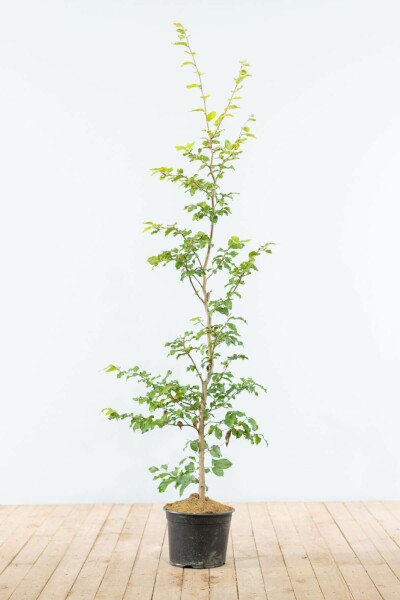 Beuk / Groene Beukenhaag Fagus Sylvatica 125-150 cm