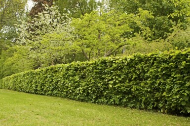 Beuk / Groene Beukenhaag Fagus Sylvatica 125-150 cm