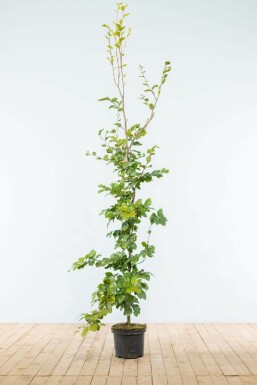 Beuk / Groene beukenhaag Fagus Sylvatica Haag 175-200 Pot Beuk / Groene Beukenhaag Fagus Sylvatica 175-200 cm