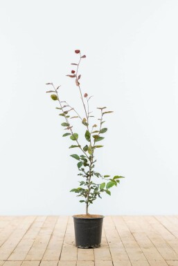 Beuk / Rode beukenhaag Fagus Sylvatica Atropunicea Haag 60-80 Pot Beuk / Rode Beukenhaag Fagus Sylvatica Atropurpurea 60-80 cm