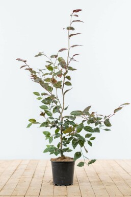 Beuk / Rode beukenhaag Fagus Sylvatica Atropunicea Haag 80-100 Pot Beuk / Rode Beukenhaag Fagus Sylvatica Atropurpurea 80-100 cm