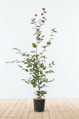 Beuk / Rode beukenhaag Fagus Sylvatica Atropunicea Haag 100-125 Pot Beuk / Rode Beukenhaag Fagus Sylvatica Atropurpurea 100-125 cm