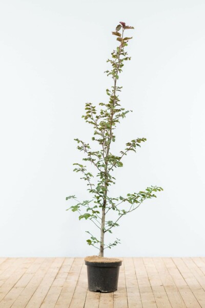 Beuk / Rode Beukenhaag Fagus Sylvatica Atropurpurea 125-150 cm