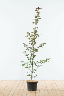 Beuk / Rode Beukenhaag Fagus Sylvatica Atropurpurea 125-150 cm