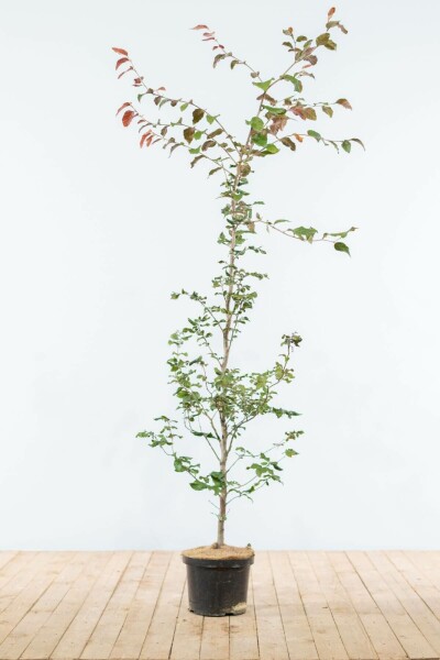 Beuk / Rode Beukenhaag Fagus Sylvatica Atropurpurea 150-175 cm