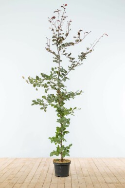 Beuk / Rode Beukenhaag Fagus Sylvatica Atropurpurea 175-200 cm