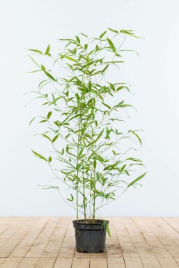 Bamboe Phyllostachys Aurea Haag 60-80 Pot Bamboe / Phyllostachys Aurea 60-80 cm