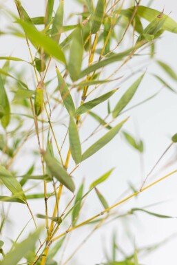 Bamboe / Phyllostachys Aurea 60-80 cm