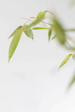 Bamboe / Phyllostachys Aurea 60-80 cm