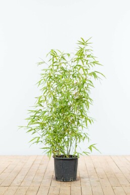 Bamboe Phyllostachys Aurea Haag 80-100 Pot Bamboe / Phyllostachys Aurea 80-100 cm