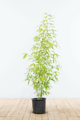 Bamboe Phyllostachys Aurea Haag 100-125 Pot Bamboe / Phyllostachys Aurea 100-125 cm