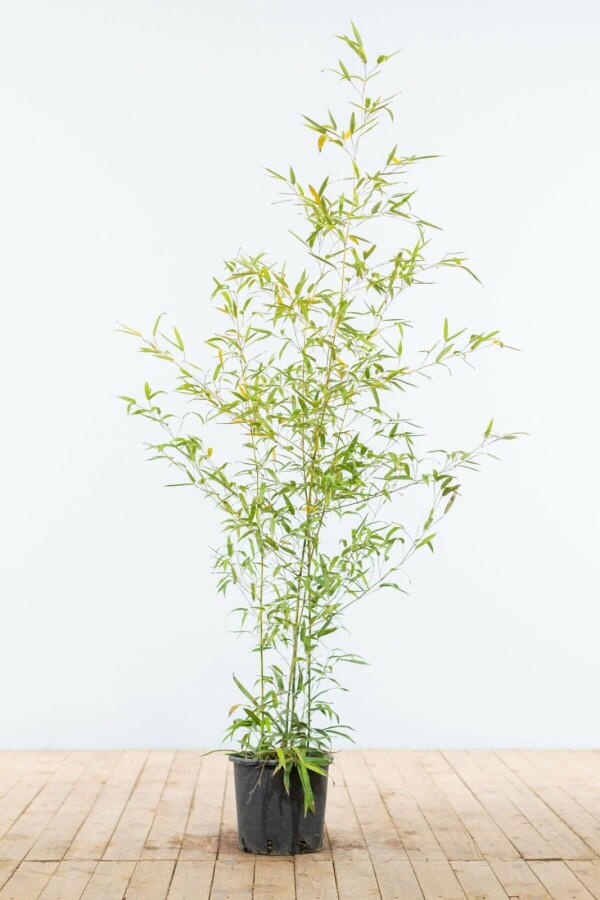 Bamboe / Phyllostachys Aurea