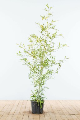 Bamboe / Phyllostachys Aurea 125-150 cm