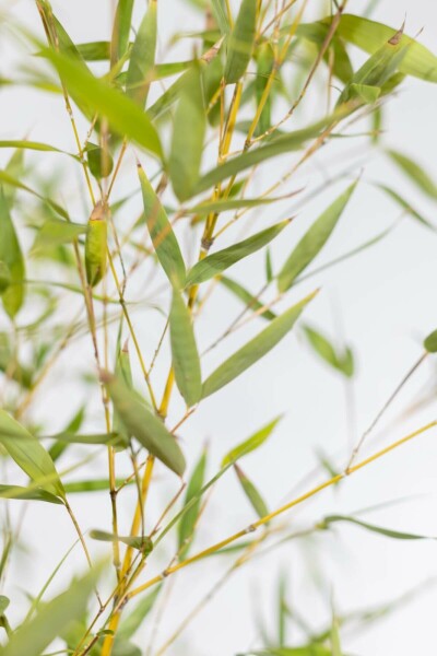 Bamboe / Phyllostachys Aurea 125-150 cm