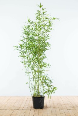 Bamboe Phyllostachys Aurea Haag 150-175 Pot Bamboe / Phyllostachys Aurea 150-175 cm