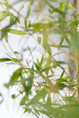 Bamboe / Phyllostachys Aurea 150-175 cm