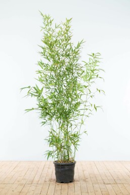 Bamboe / Phyllostachys Aurea 175-200 cm