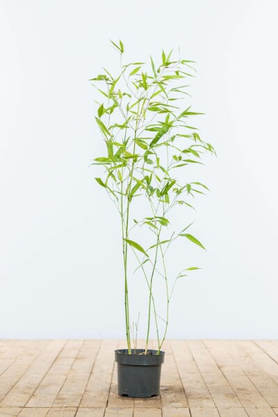 Bamboe / Phyllostachys Bissetii 60-80 cm