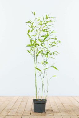 Bamboe Phyllostachys Bisetti Haag 60-80 Pot Bamboe / Phyllostachys Bissetii 60-80 cm