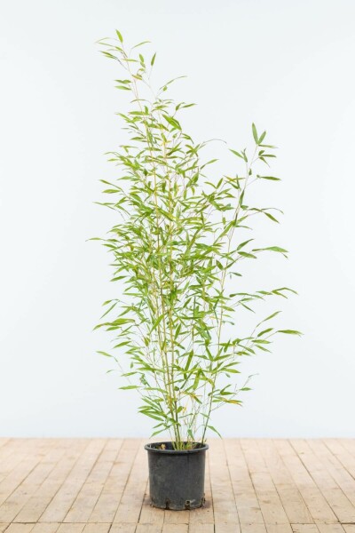 Bamboe / Phyllostachys Bissetii 80-100 cm