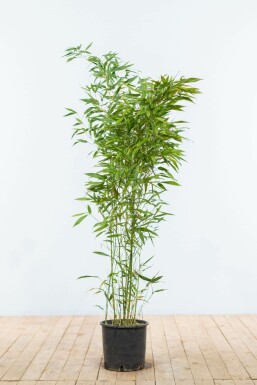 Bamboe Phyllostachys Bisetti Haag 100-125 Pot Bamboe / Phyllostachys Bissetii 100-125 cm