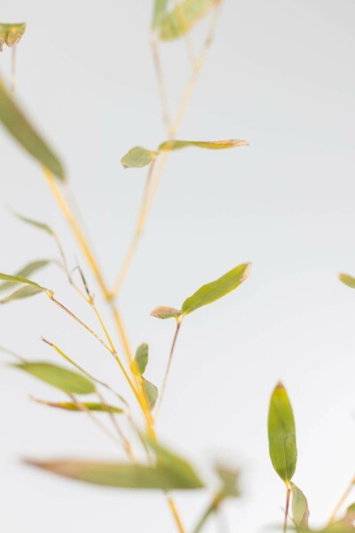 Bamboe Phyllostachys Bisetti Haag 100-125 Pot Bamboe / Phyllostachys Bissetii 100-125 cm