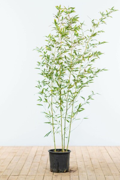 Bamboe / Phyllostachys Bissetii 120-140 cm