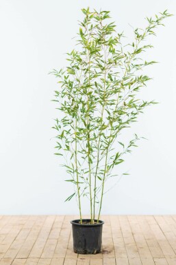 Bamboe / Phyllostachys Bissetii 120-140 cm