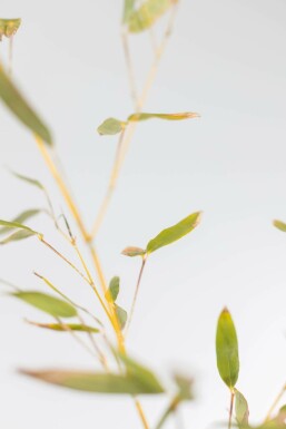 Bamboe Phyllostachys Bisetti Haag 120-140 Pot Bamboe / Phyllostachys Bissetii 120-140 cm