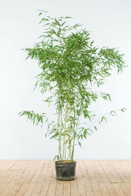 Bamboe Phyllostachys Bisetti Haag 150-175 Pot Bamboe / Phyllostachys Bissetii 150-175 cm