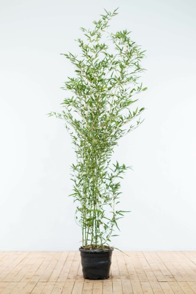 Bamboe / Phyllostachys Bissetii 175-200 cm