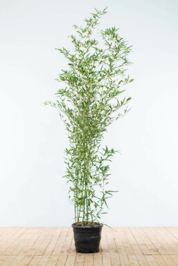 Bamboe / Phyllostachys Bissetii 175-200 cm