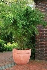 Bamboe / Phyllostachys Bissetii 175-200 cm