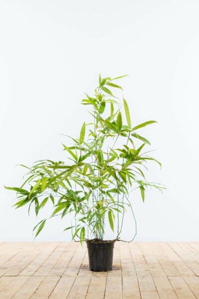 Zwarte Bamboe / Phyllostachys Nigra 60-80 cm