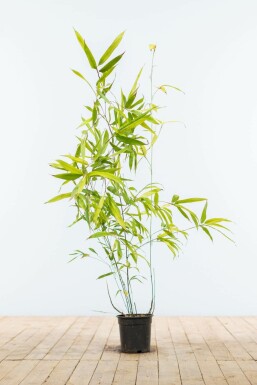 Zwarte Bamboe / Phyllostachys Nigra 80-100 cm