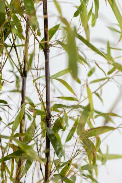 Zwarte Bamboe / Phyllostachys Nigra 80-100 cm