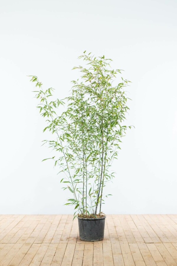 Zwarte Bamboe / Phyllostachys Nigra