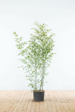 Zwarte Bamboe / Phyllostachys Nigra 125-150 cm