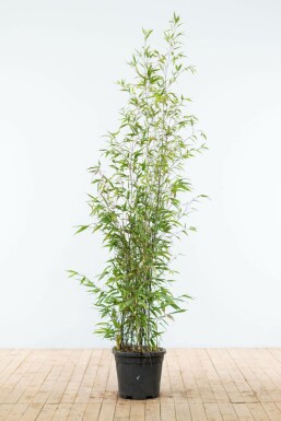 Zwarte Bamboe Phyllostachys Nigra Haag 150-175 Pot