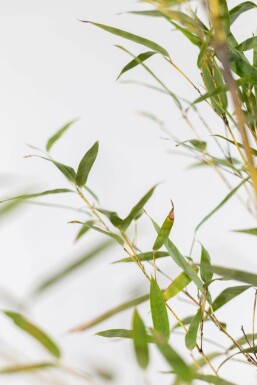 Zwarte Bamboe / Phyllostachys Nigra 150-175 cm